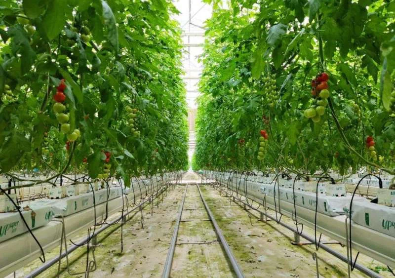tomato-drip-irrigation-system