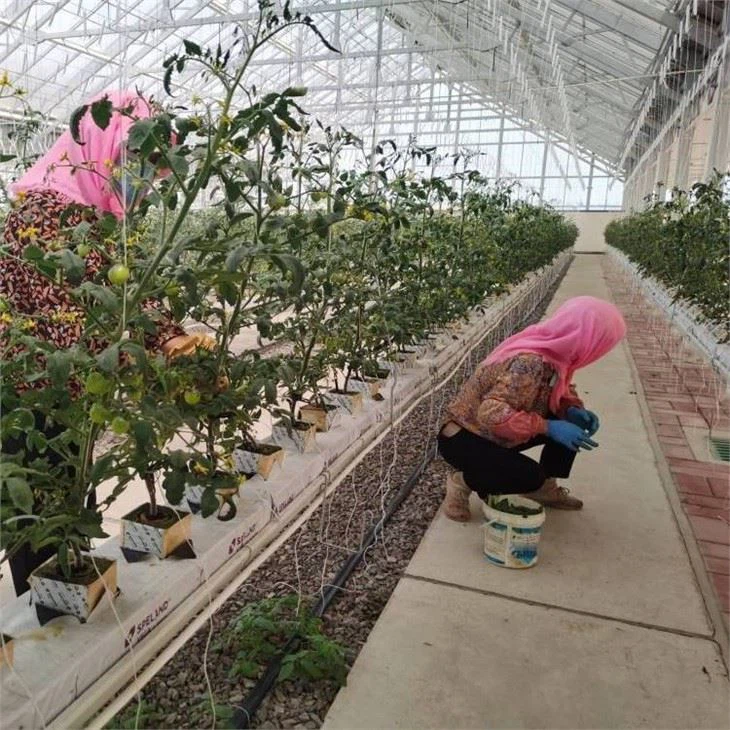 Drip Irrigation For Tomatoes